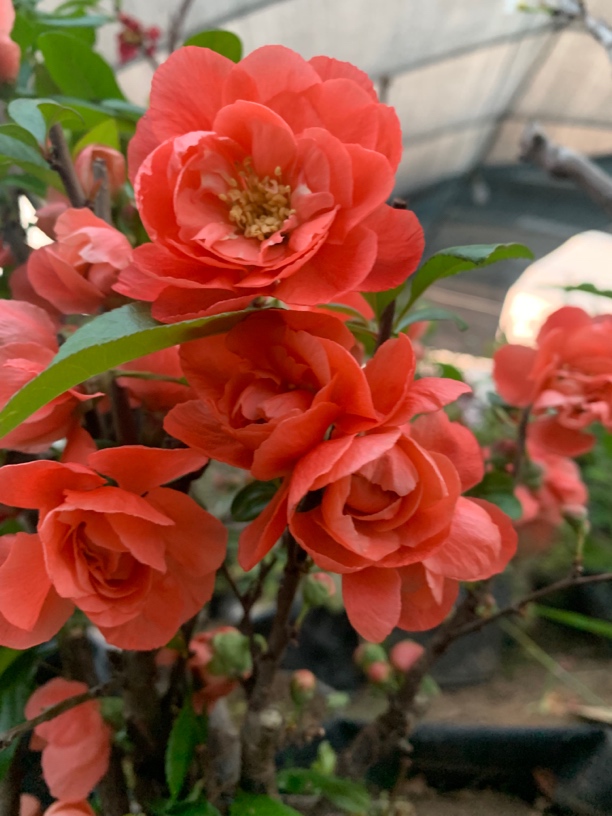 （推荐）世界一号海棠橙色大花形6-8cm