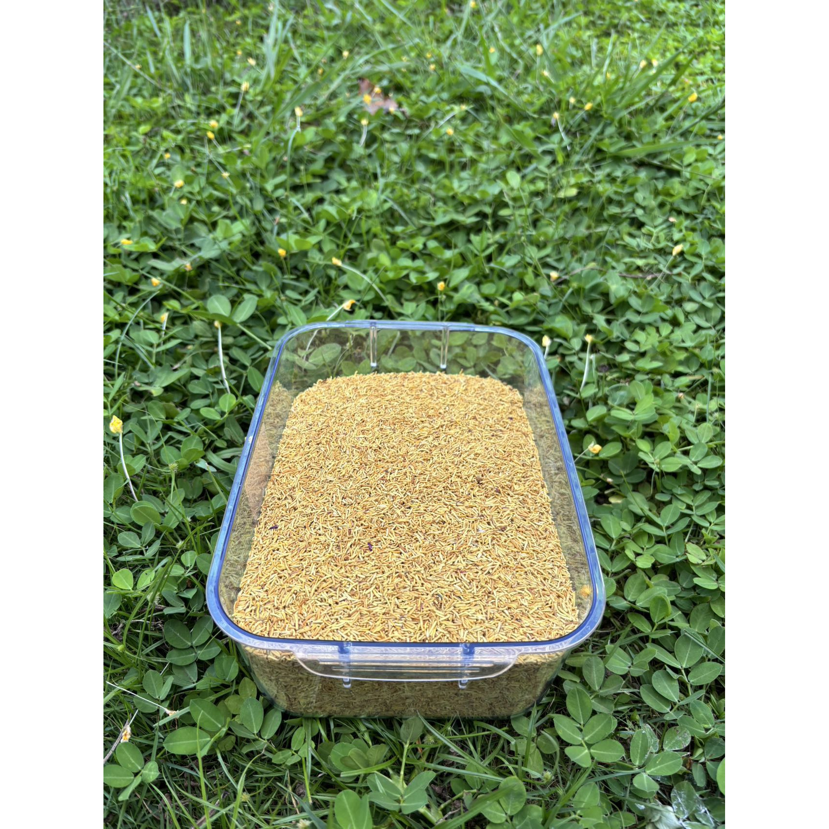 【娜娜推荐】现收土特产 黄-金-蕊50克-100-250克-500克食用农产品