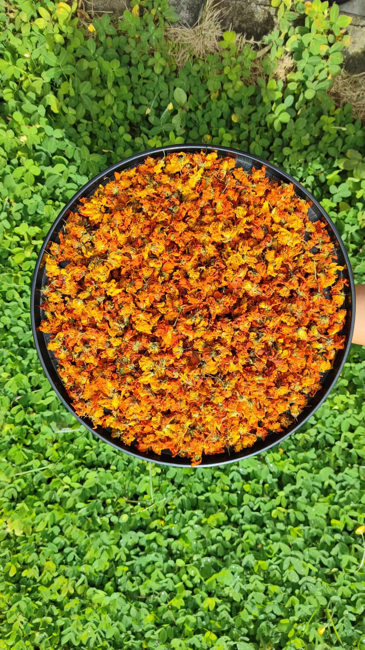 【娜娜推荐】现收土特产 西域冰菊250克--500克-1000克食用农产品