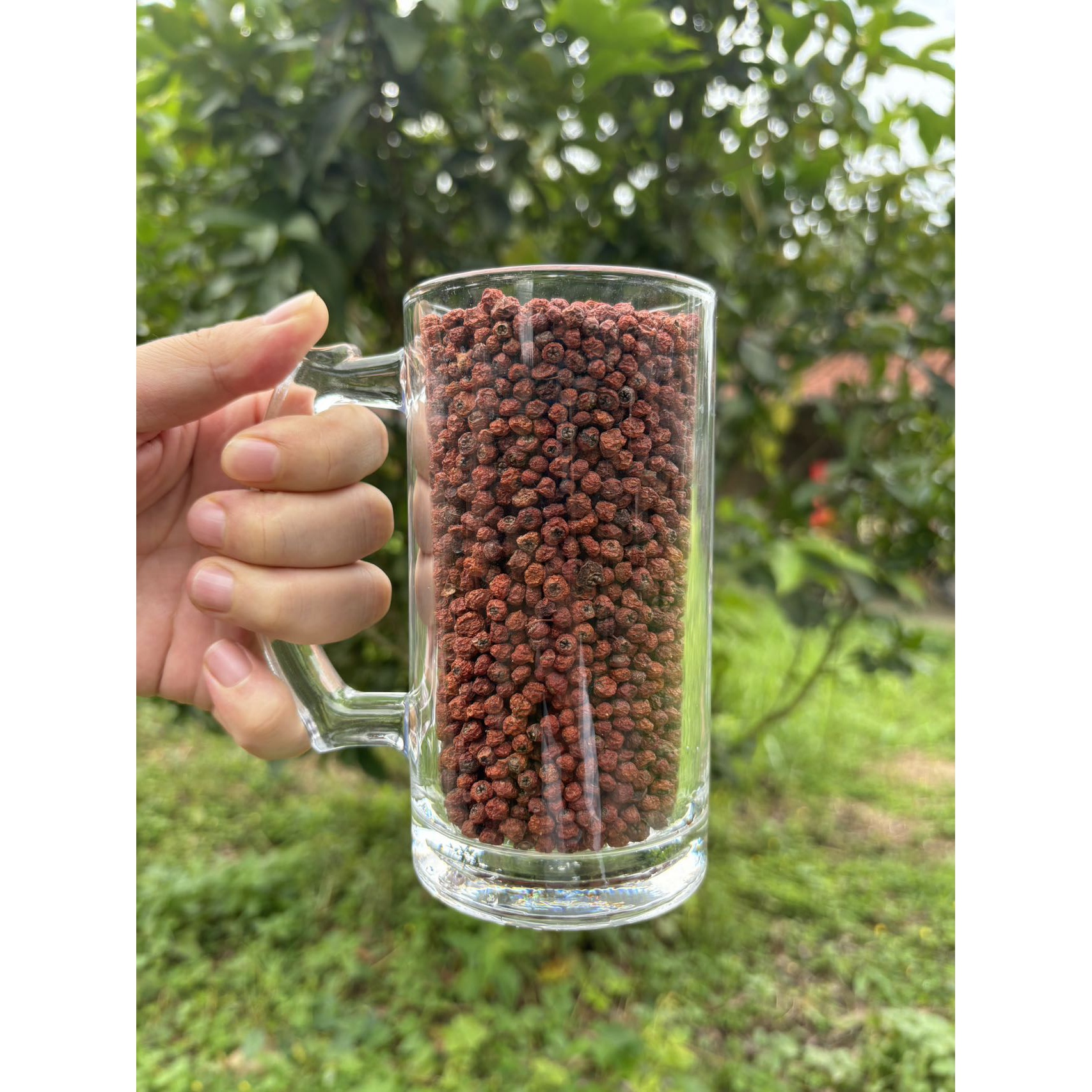 【娜娜推荐】现收土特产 紫-杉-果250--500克-1000克食用农产品