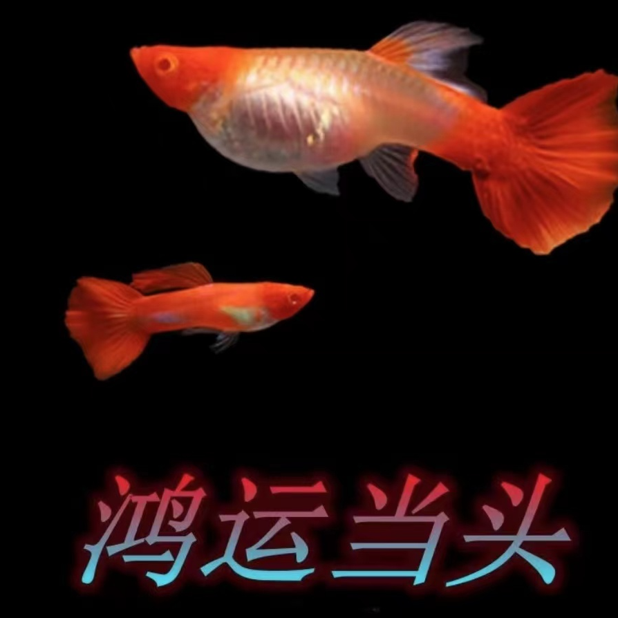 鸿运当头孔雀鱼胎生可繁殖淡水热带小型观赏鱼