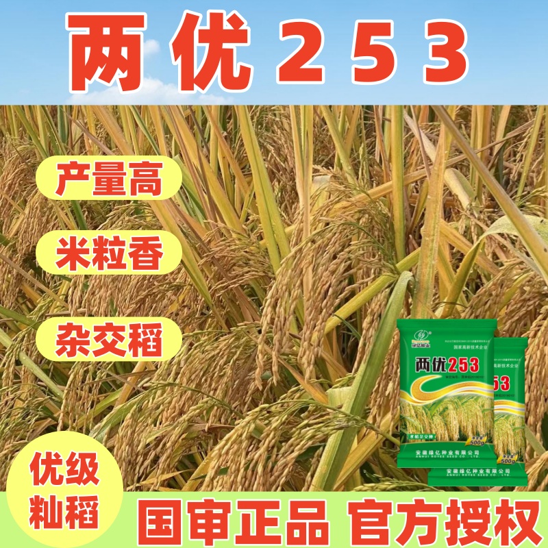国审稻 两优253杂交稻耐高温抗倒伏大穗高亩产籼粳稻粮食种子