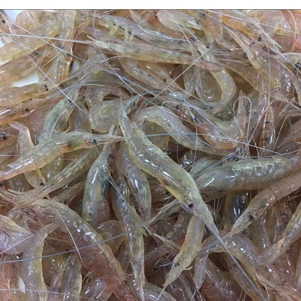 现捕小河虾【冰鲜】