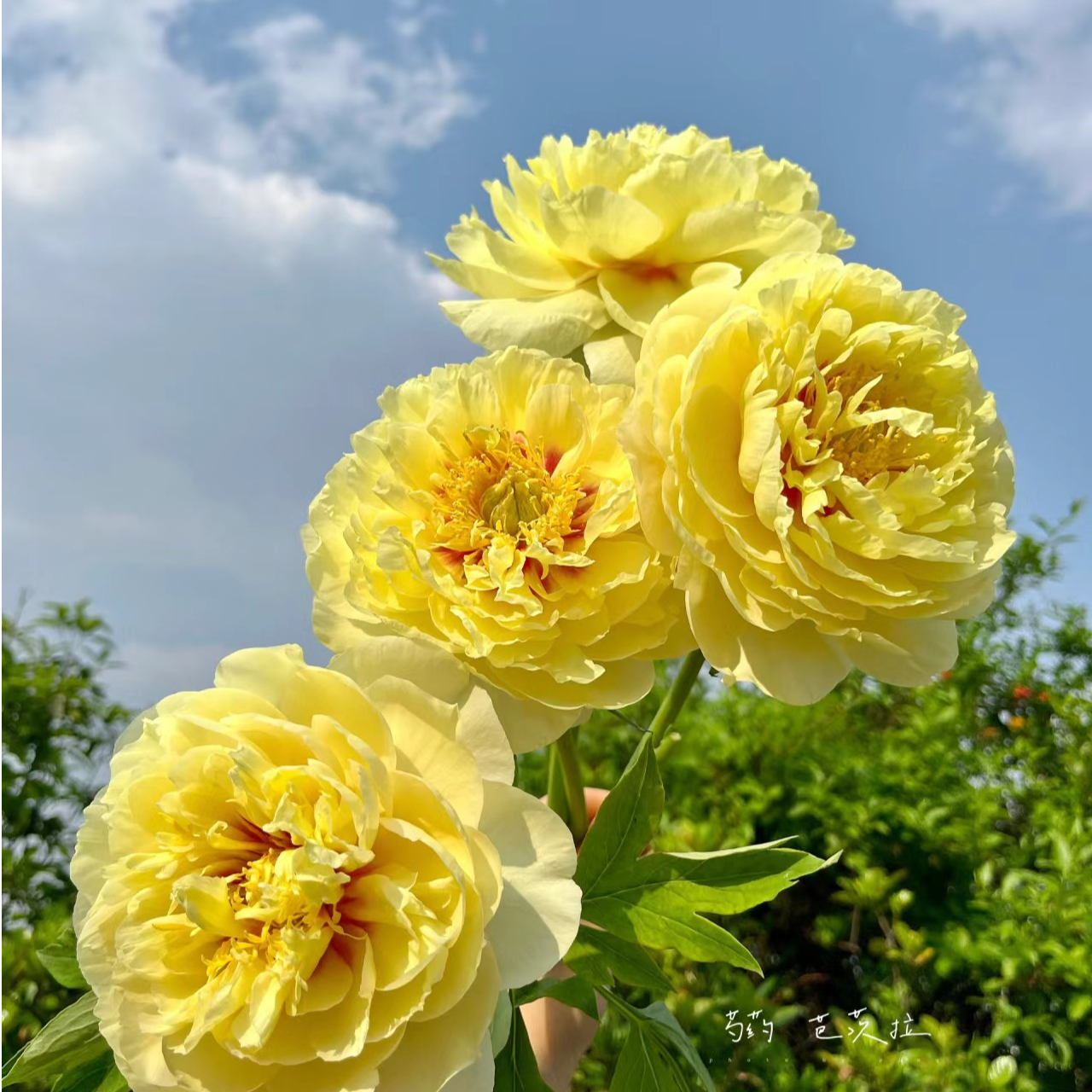 芭茨拉3-5芽原棵（进口种苗）