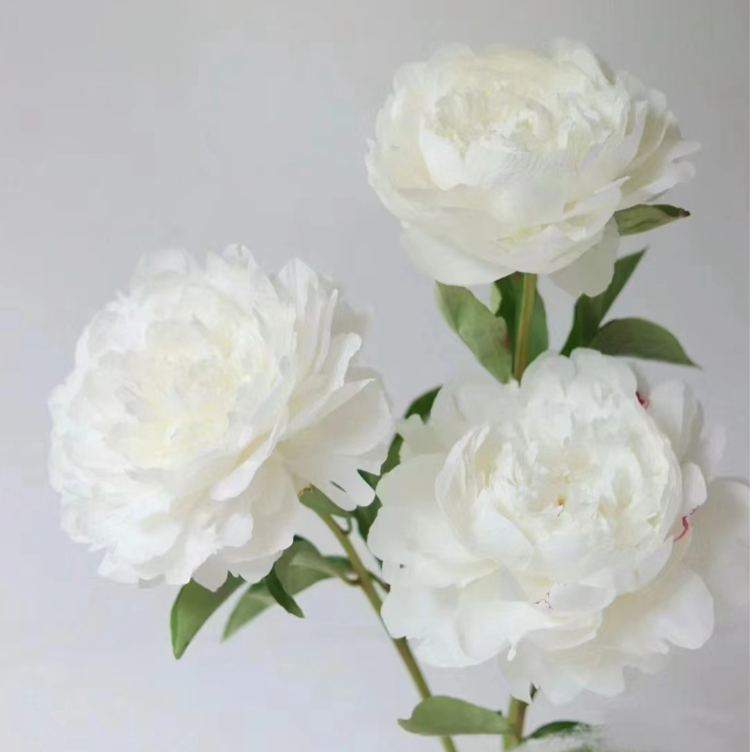 杨妃出浴芍药3-5芽原棵（国产精品种苗）