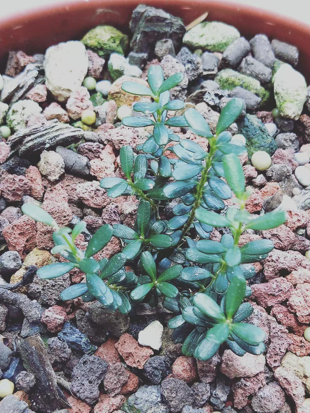 凤米黄杨优选品种