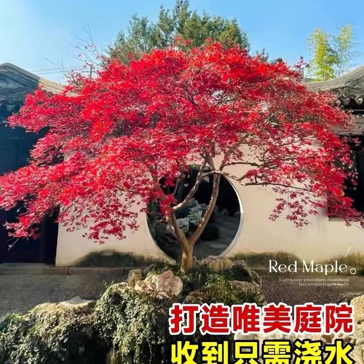 红枫四季红舞姬中国红别墅庭院花园小叶枫树中华庭院景观绿植耐寒