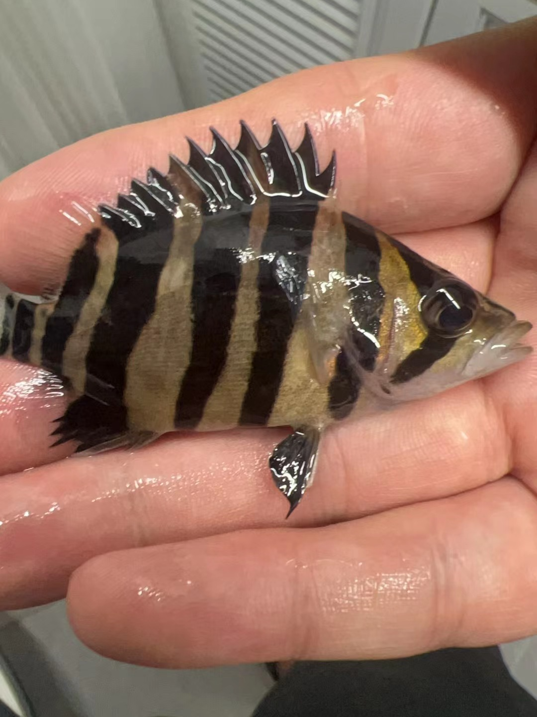 虎鱼三纹虎四纹虎鱼