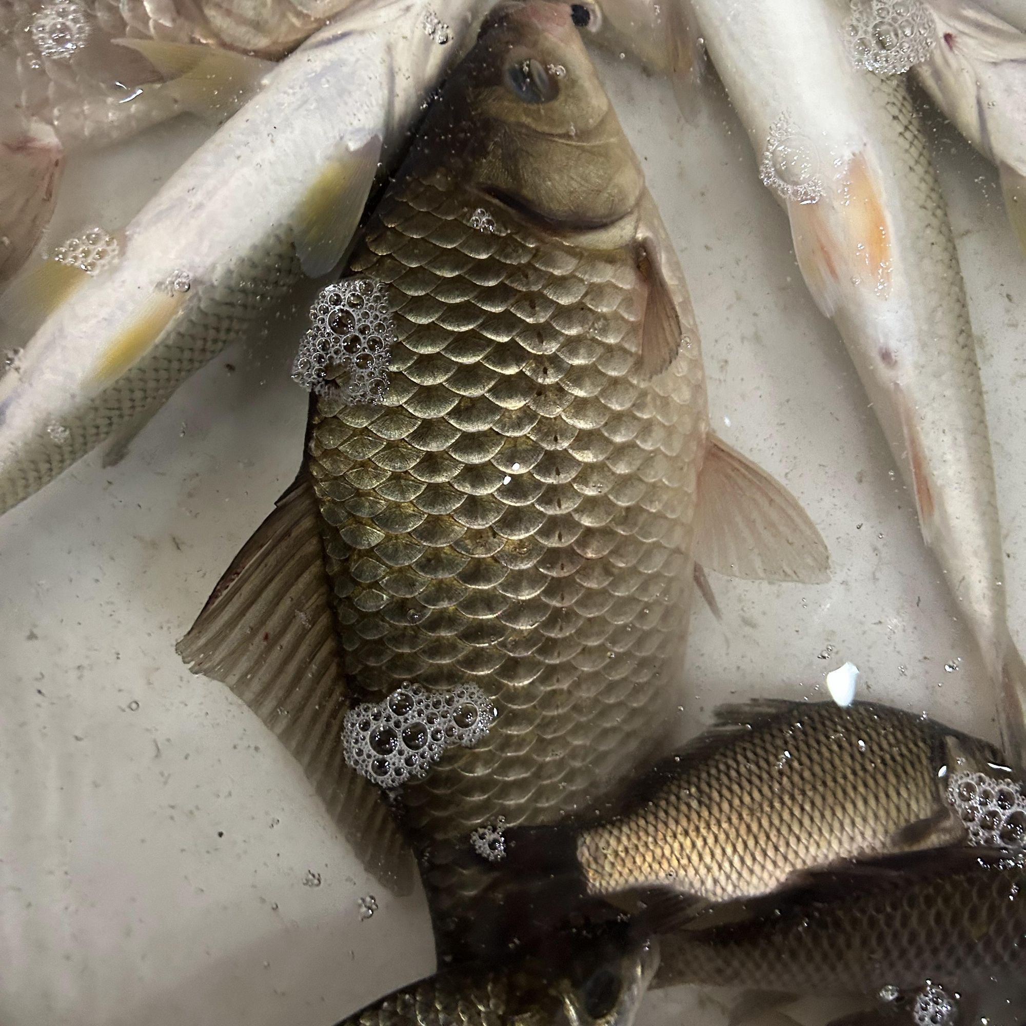 挠力河野生鲫鱼 4斤 顺丰包邮