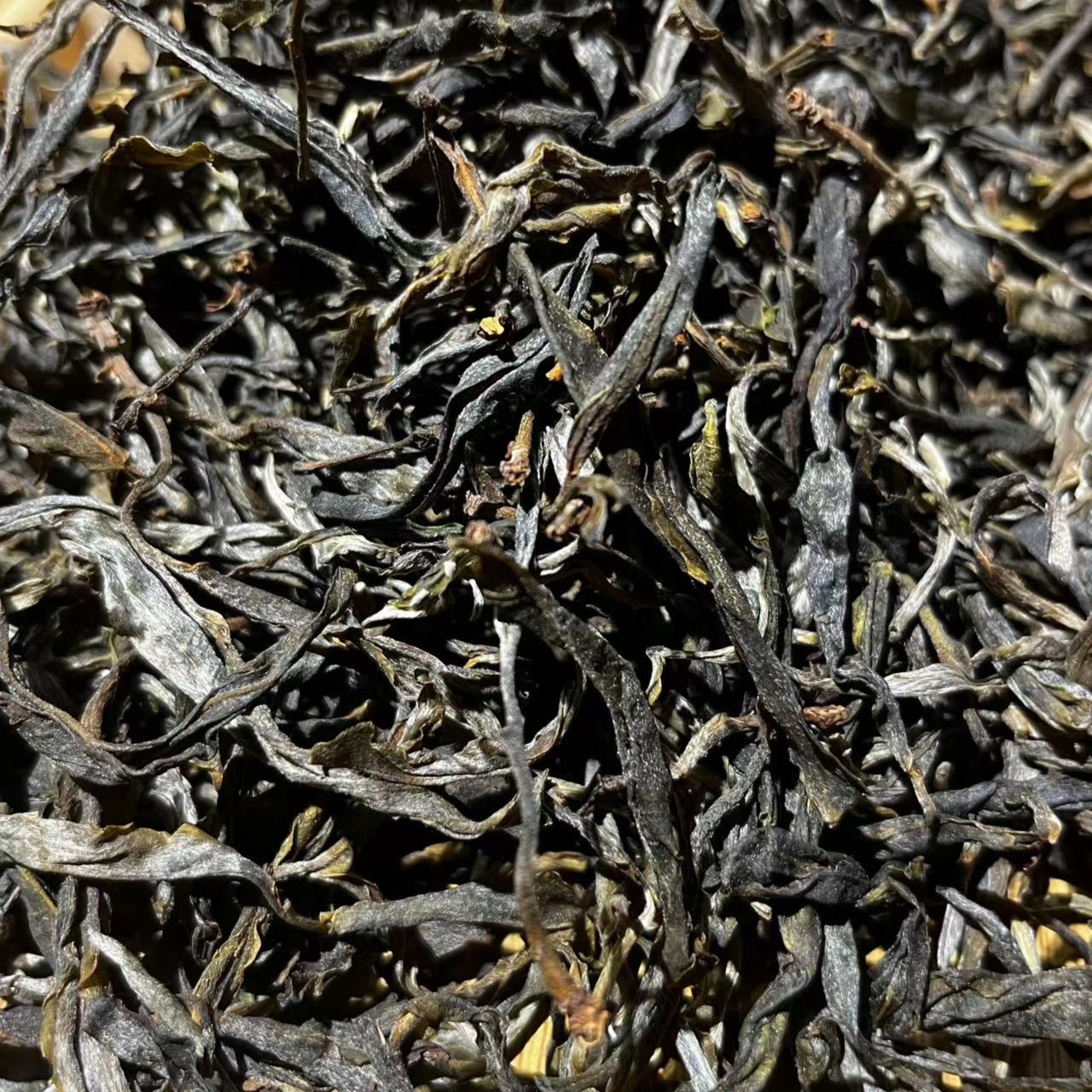 茶农61号 2025年春 小户赛片采 6/28