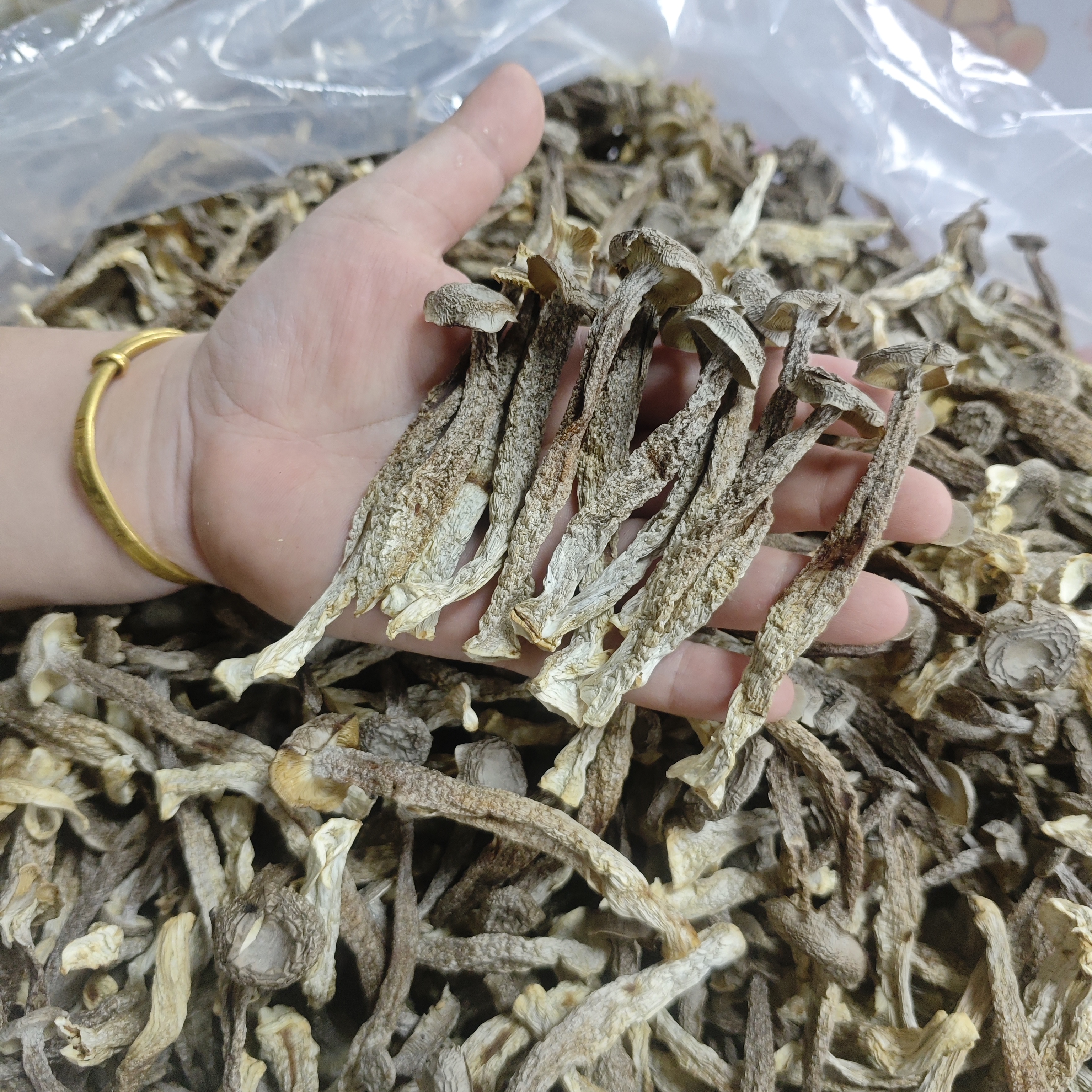 甄选瓶栽脆脆菇 500g