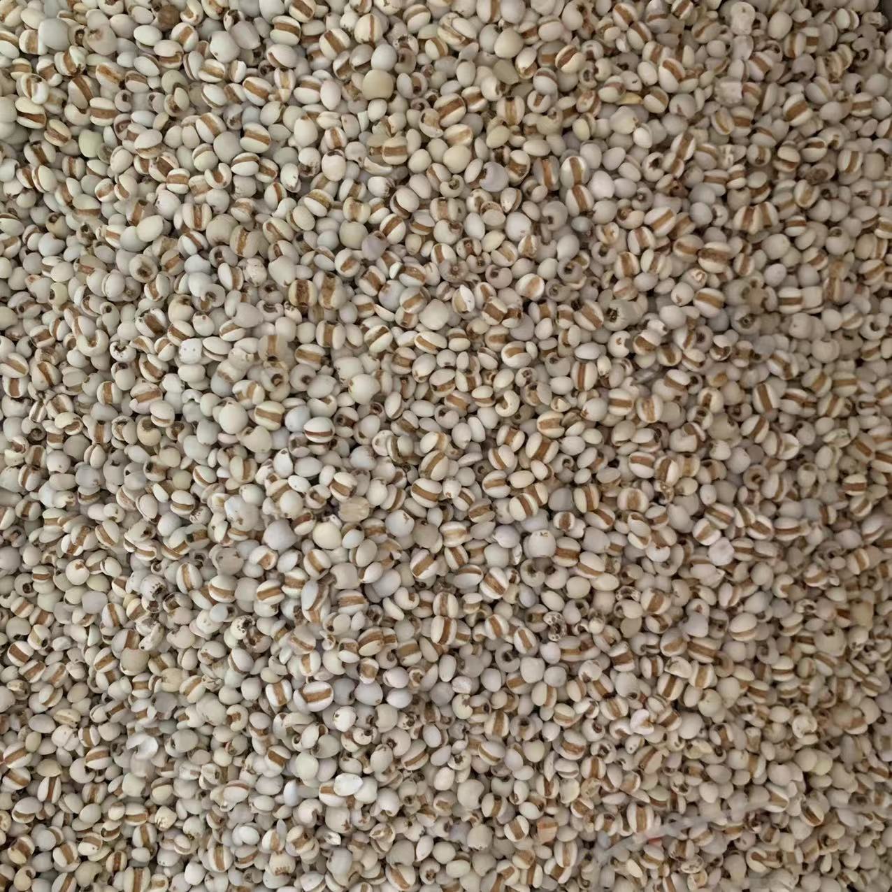 【三三】细薏米仁750g