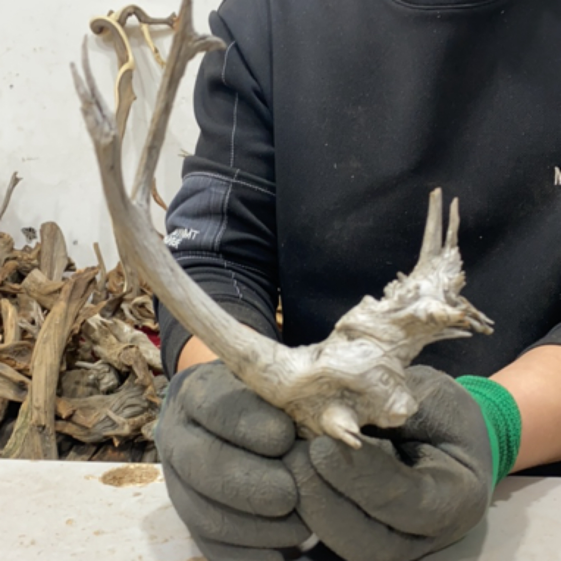 太行崖柏，家庭摆件