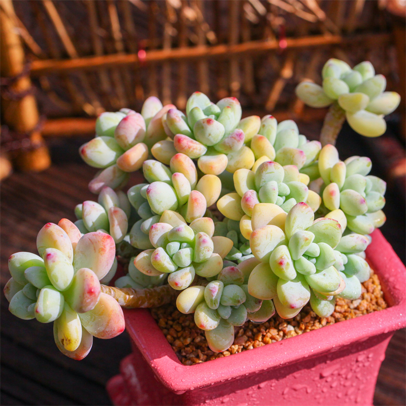 劳尔/罗琦群（全场两单包邮）夏季云南精控精养精品多肉植物 带盆