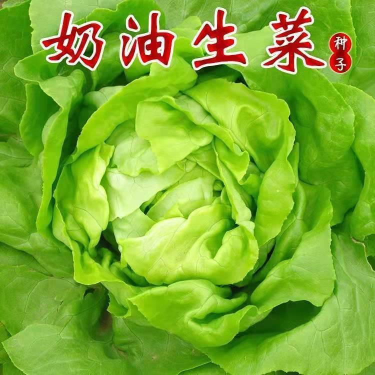 奶油生菜种籽 四季易播好种 农家田园阳台种菜沙拉专用蔬菜种子