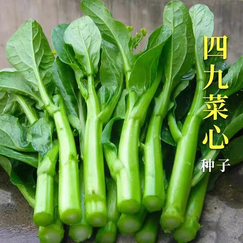 【拍2发3】四九菜心种子阳台盆栽家庭小院种植蔬菜种籽青菜四季播种