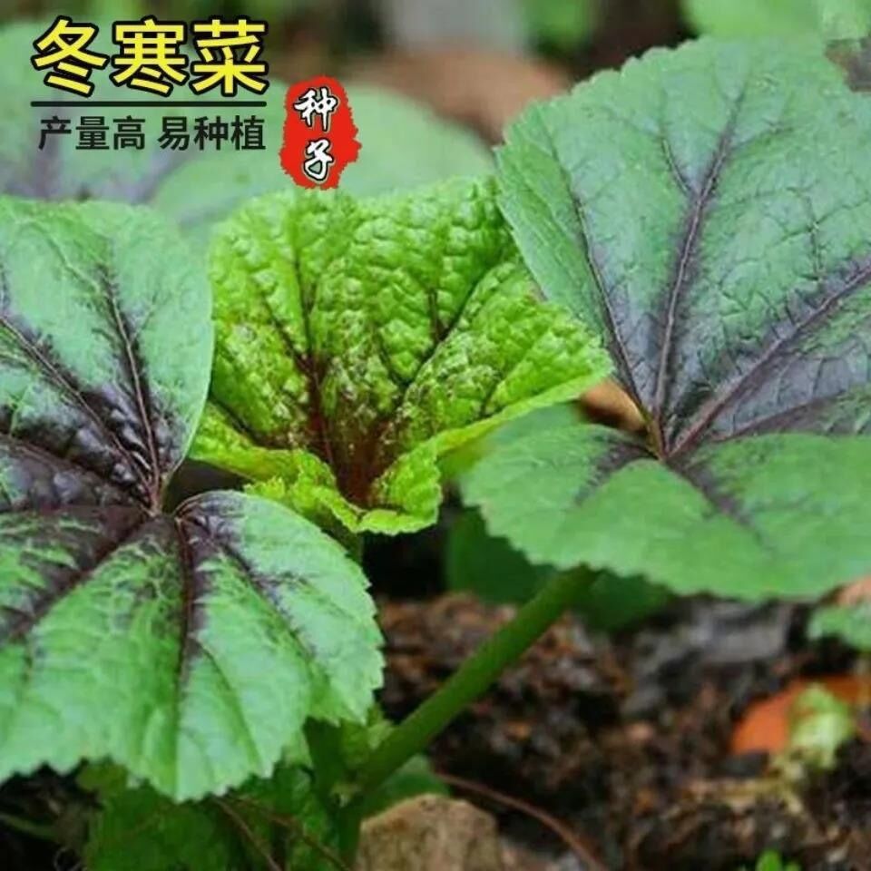 冬寒菜种籽冬苋菜种子糯米冬寒菜高钙菜秋冬季盆栽田园蔬菜孑耐旱