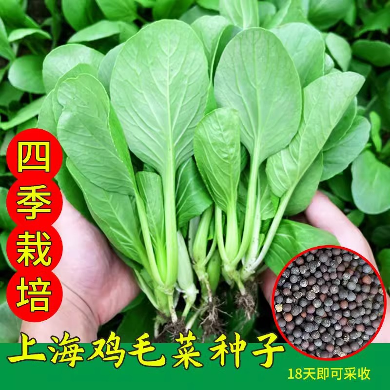 【拍2发3】鸡毛菜种子四季速生小白菜青菜油菜上海青阳台盆栽蔬莱孑