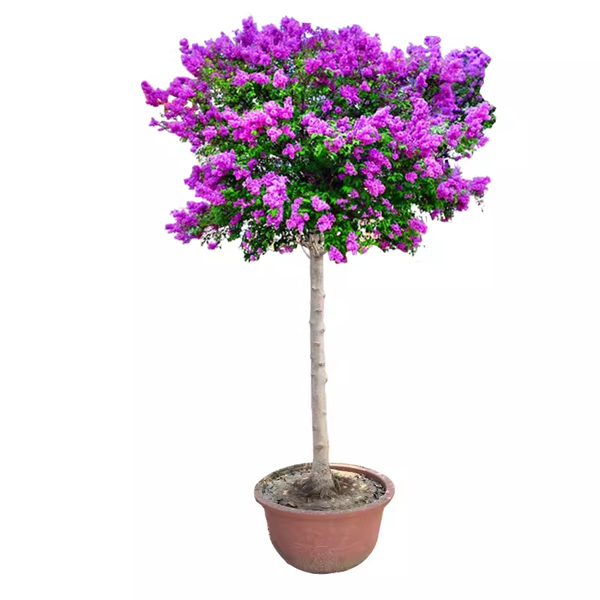 棒棒糖造型丁香花树苗 庭院盆栽花卉独杆耐寒耐热植物