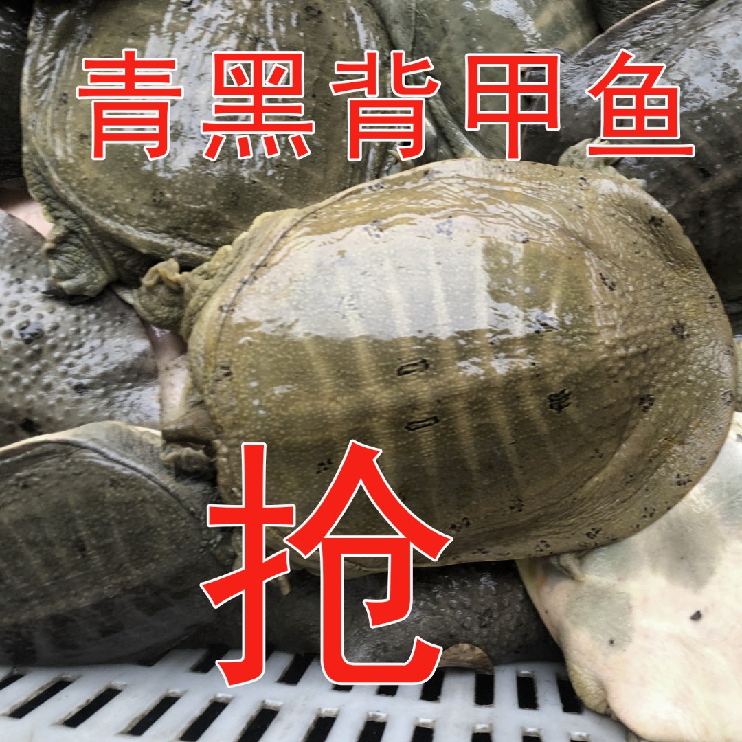 002 青黑背单只7两-1.0斤（3只共2.5-3.3斤） 顺丰包邮 死了包赔