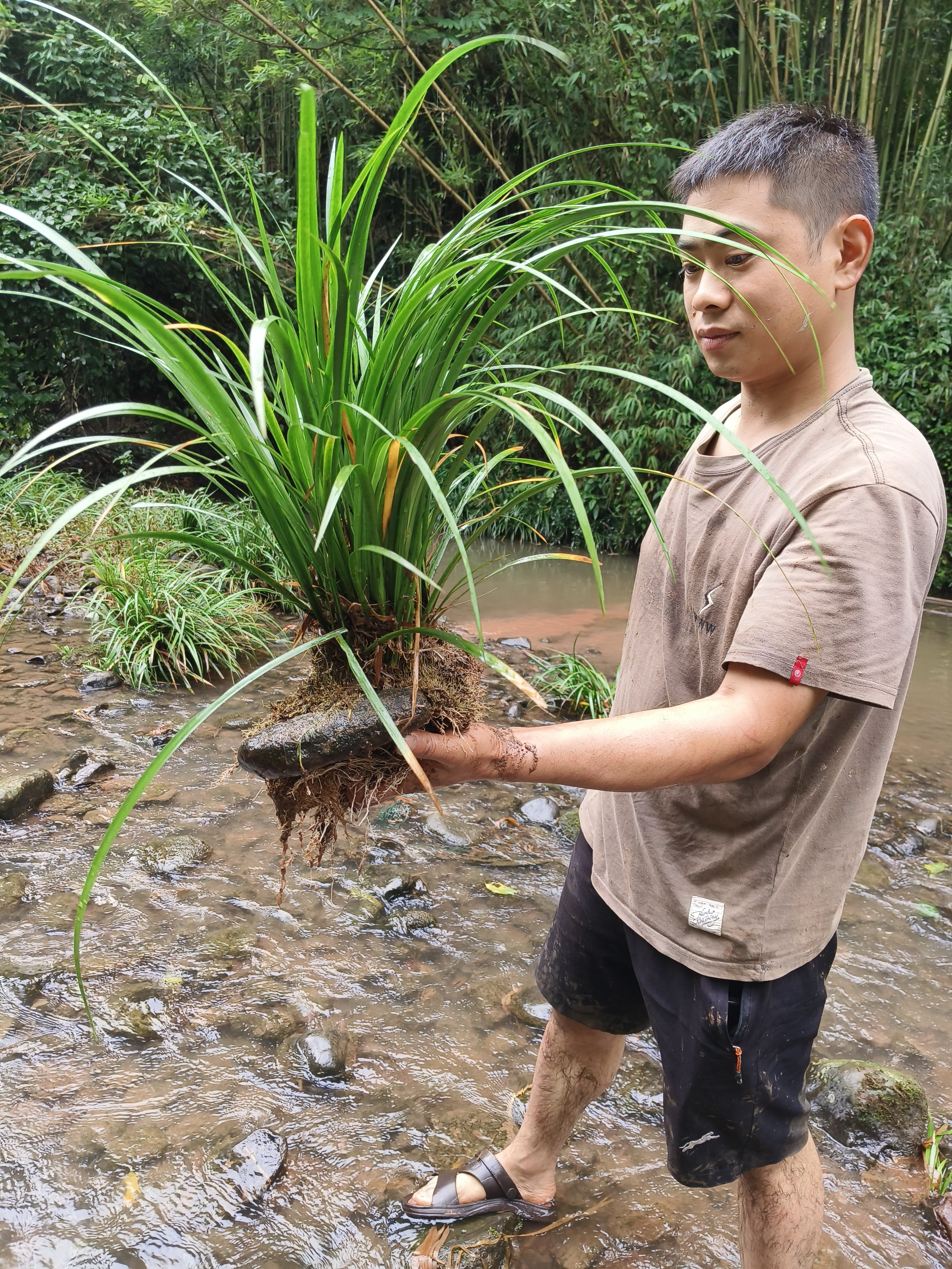 石菖蒲绿植一物一拍佛甲草沼泽过滤