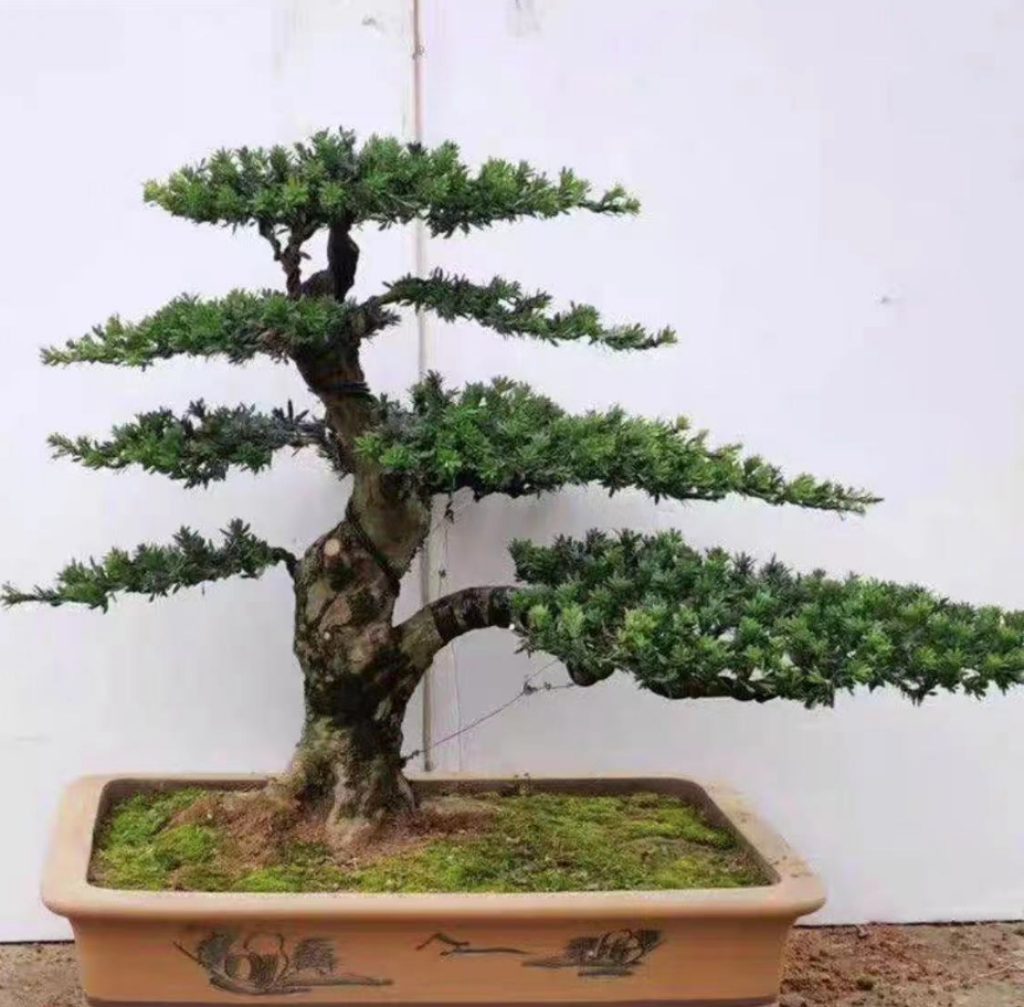 【500-5000】罗汉松盆景地景盆栽地栽 造型美观 一物一拍