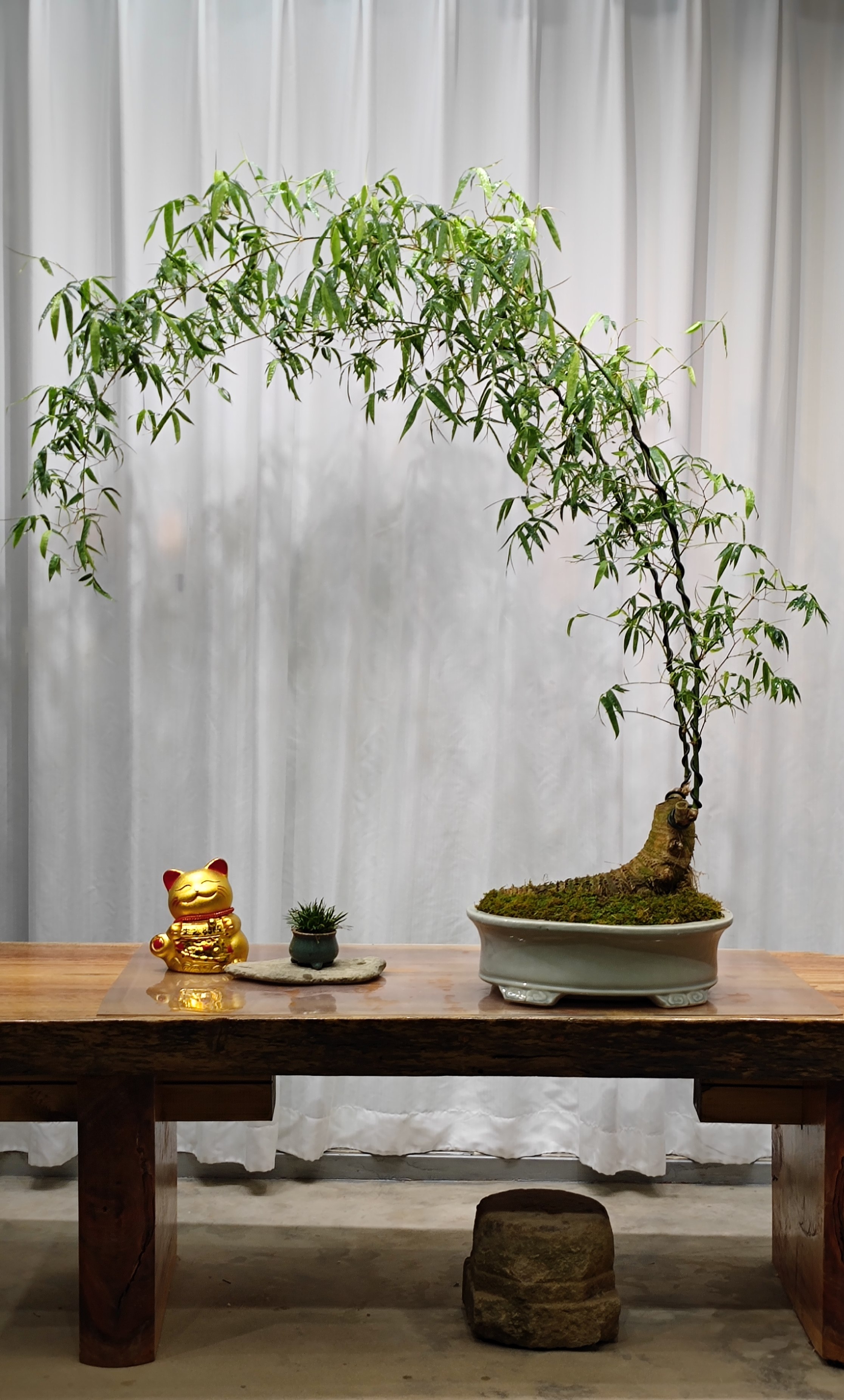 双杆弯月禅意小叶簕竹盆景