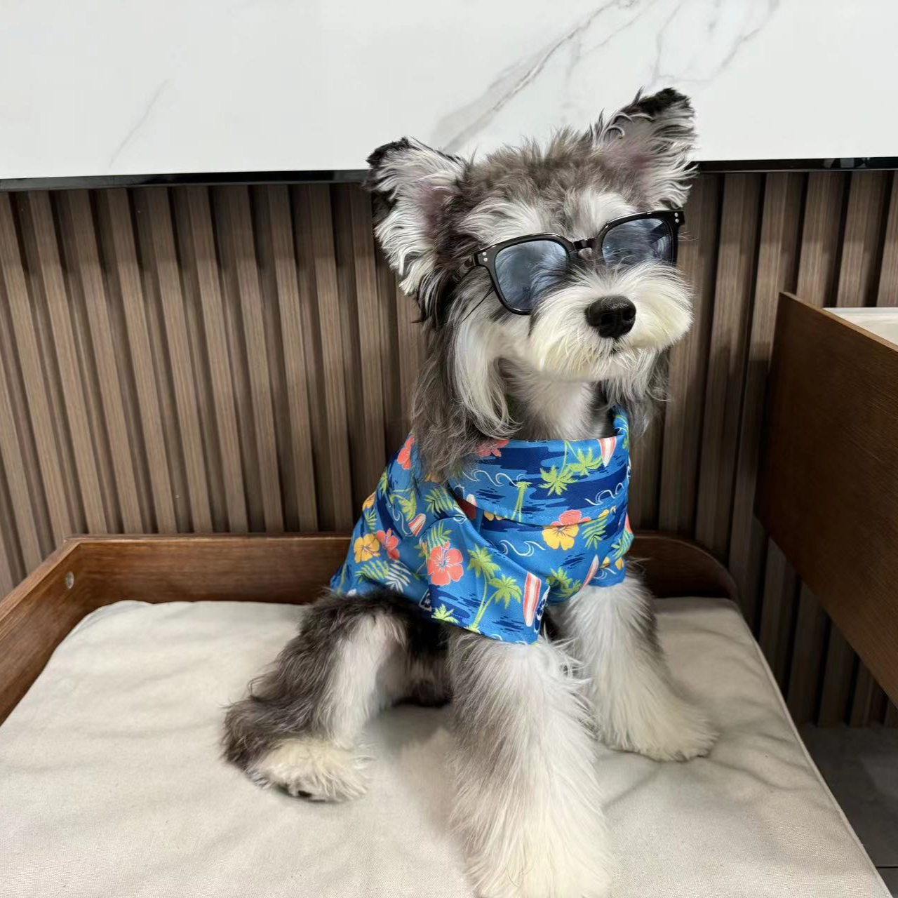 【嘉禧专属】宠物服装尾单（No退No换）无运费险