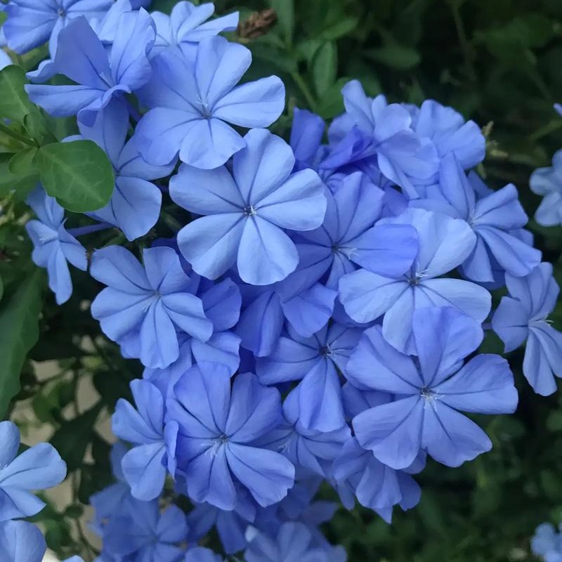 【蓝雪花】云南基地直发庭院阳台室内室绿植