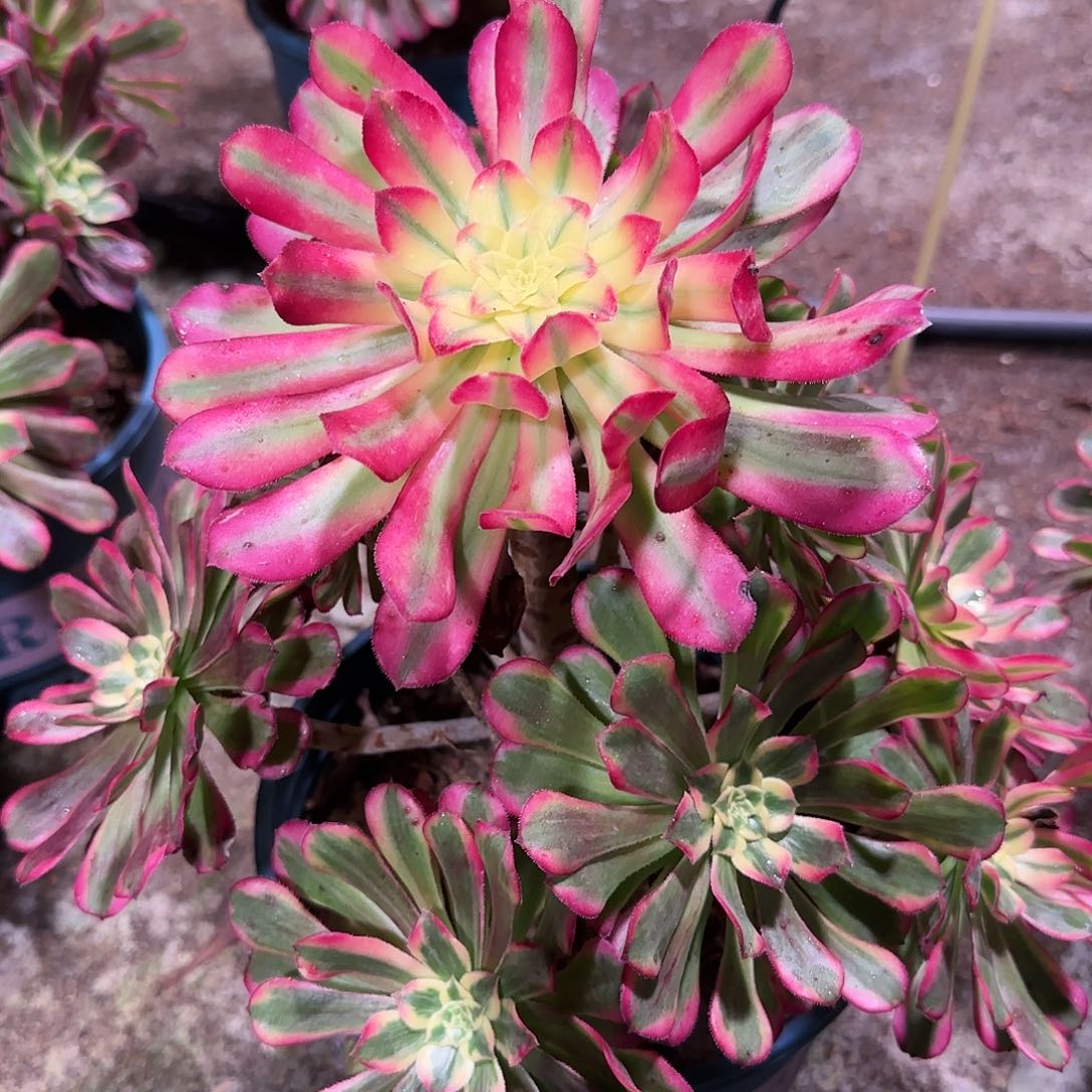 波斯586545多肉植物