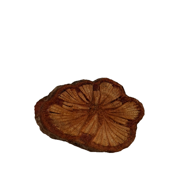 根茎类:血塞通红藤干货1斤2斤