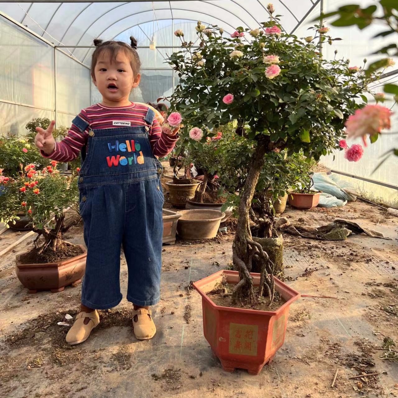 老袁月季 提根盆景月季灌木月季树桩帮帮糖月季花 一物一拍链接