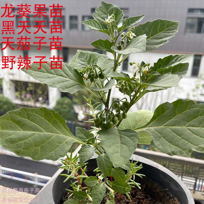 龙葵果苗黑悠悠黑天天苗阳台庭院盆栽绿植果子可食用泡酒全株入药