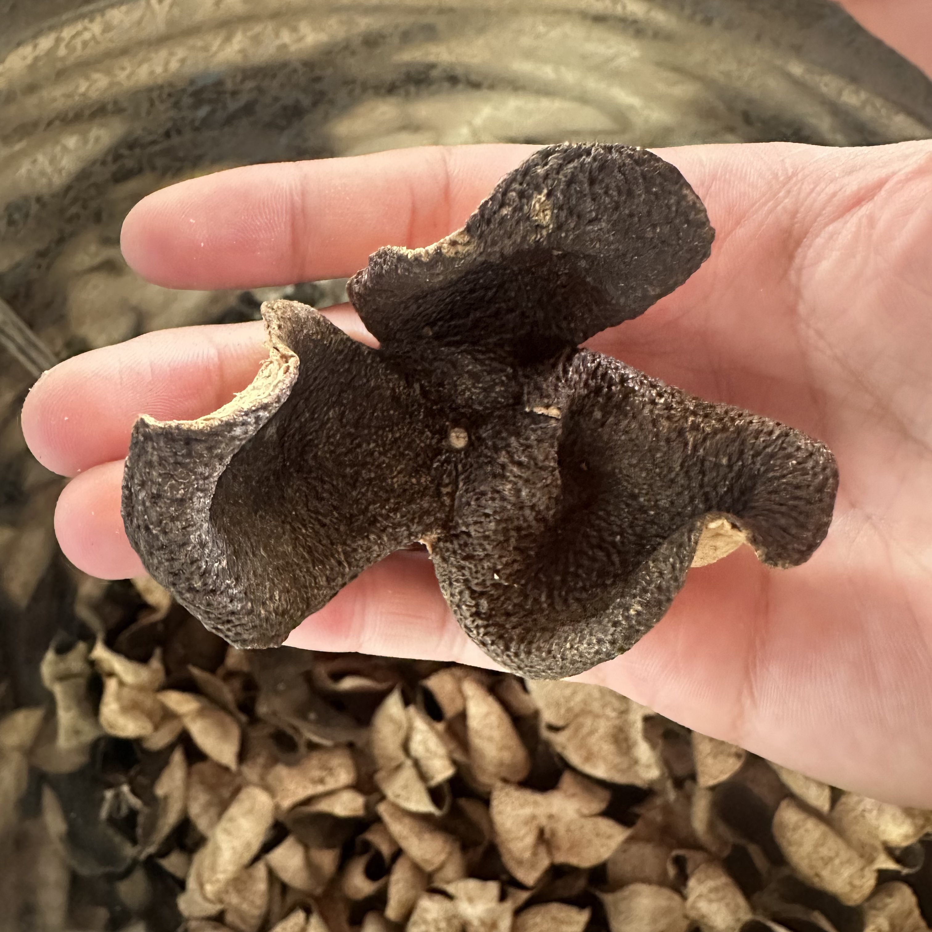 【西甲老青】2017年西甲正宗新会陈皮大青皮薄荷清凉 高货