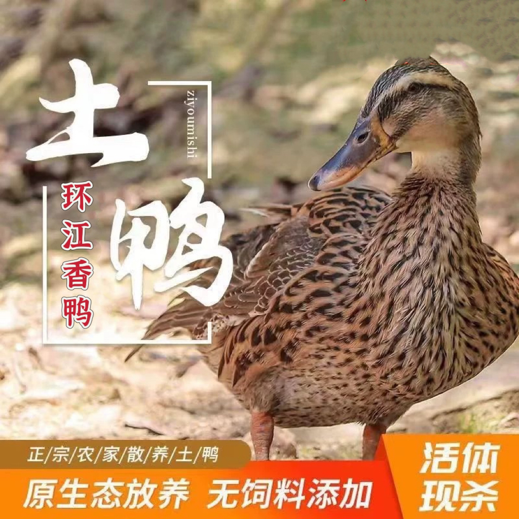 广西环江香鸭农家散养玉米喂养老土鸭整只新鲜当天现杀顺丰包邮