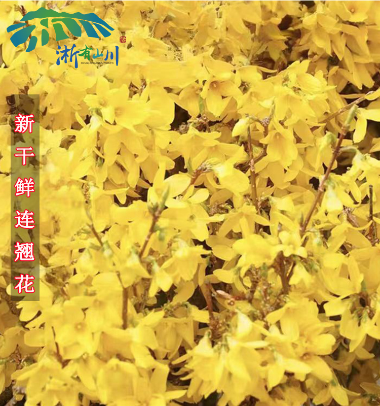 连翘花草茶新鲜干净干鲜花草茶自然晾晒煲汤泡水