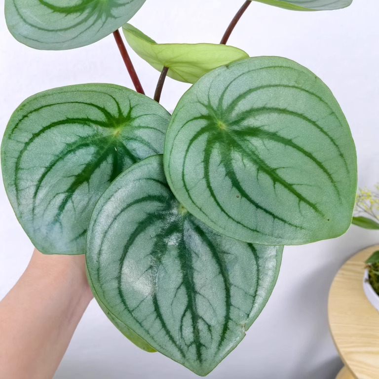 哇花花园艺西瓜皮椒草麒麟瓜ins风懒人植物室内好养绿植盆栽