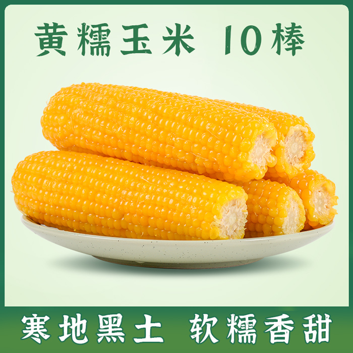东北黄糯玉米玉米10棒