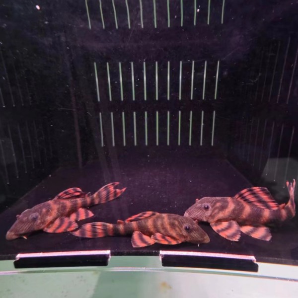 铭彩水族 397老虎异形鱼 热带鱼 活体观赏鱼