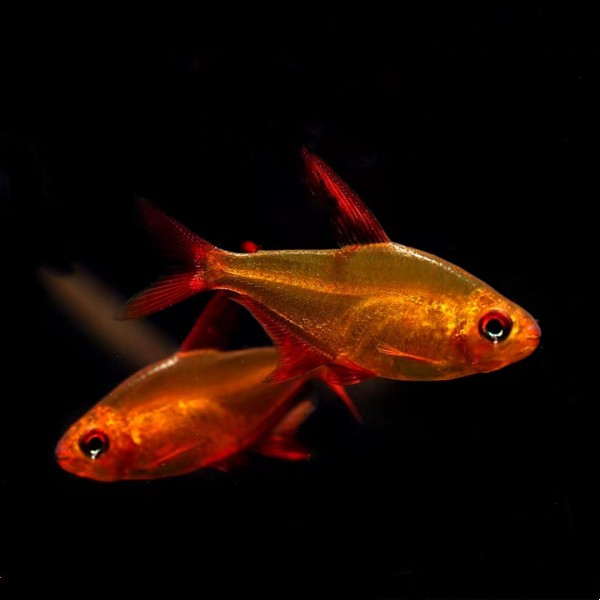 铭彩水族 甜心柠檬鱼 小型灯科鱼 活体观赏鱼