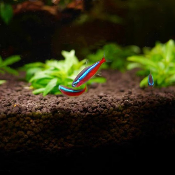 铭彩水族   印尼人工 宝莲灯鱼  活体观赏鱼小型灯科鱼 