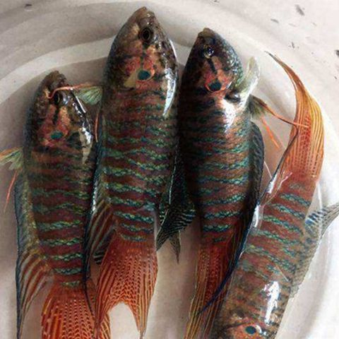 中国斗鱼活体野生普叉观赏鱼好养耐活冷水鱼淡水鱼苗热带耐养包活