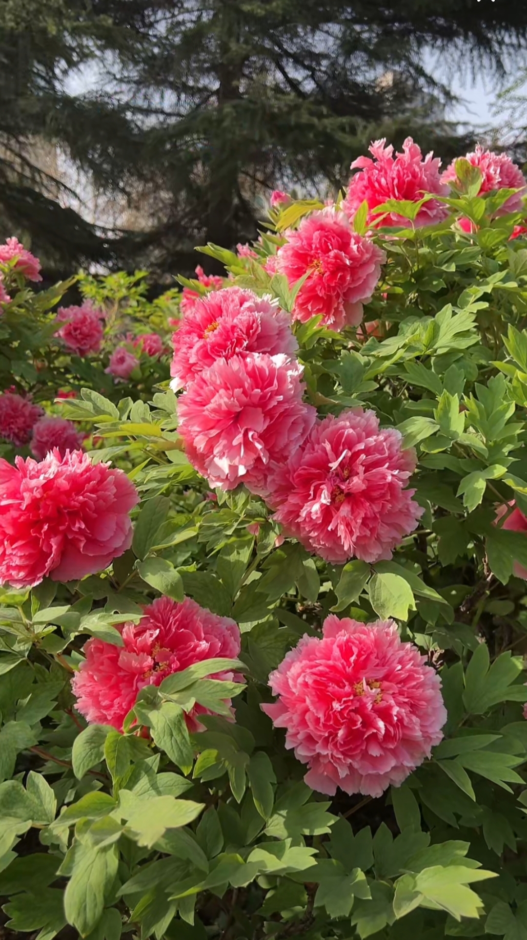 牡丹花苗 一物一拍春季发肥料 秋季发苗