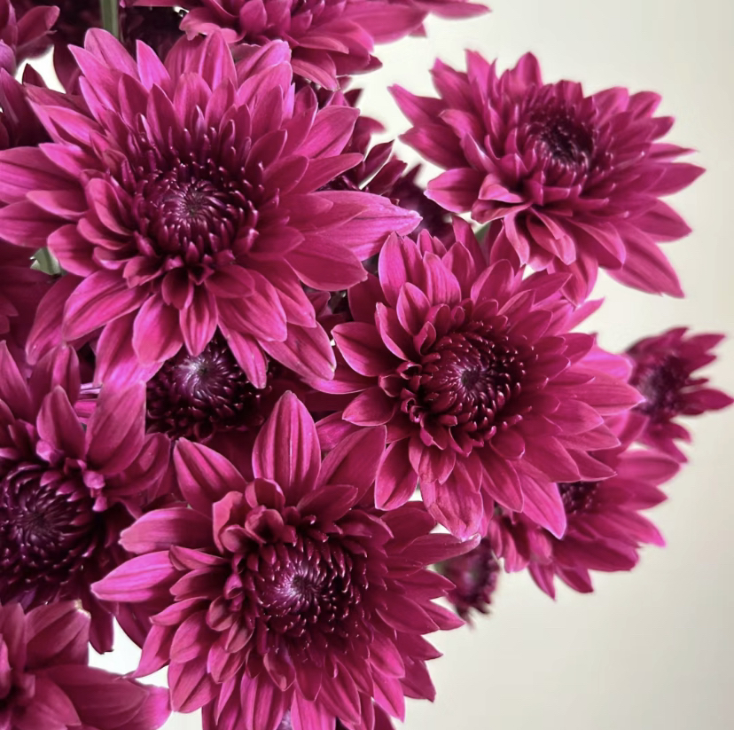 【紫丹特】雏菊花期久居家办公室插花东北鲜花基地顺丰包邮好养美丽