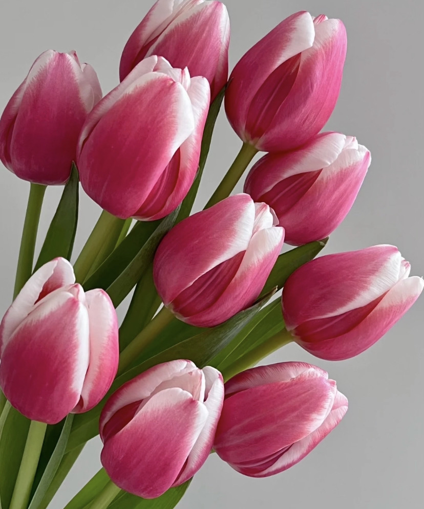 兔子郁金香水养鲜切花办公室室内瓶插花桌面装饰简单浪漫自然