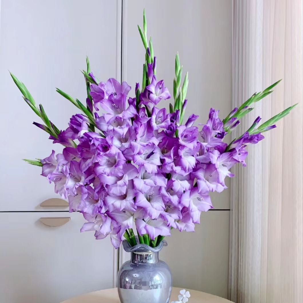 【剑兰鲜花蓝梦A级】剑兰鲜切花水生植物东北基地全国包邮新鲜