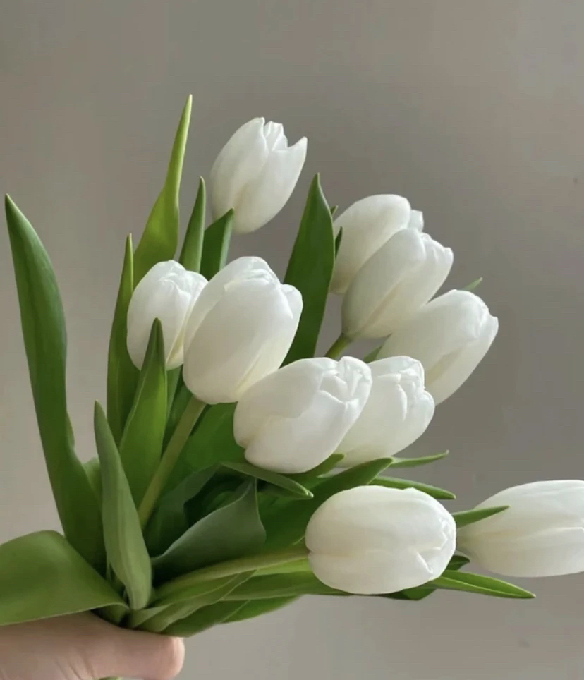 白色郁金香水养鲜切花办公室室内瓶插花桌面装饰简单浪漫