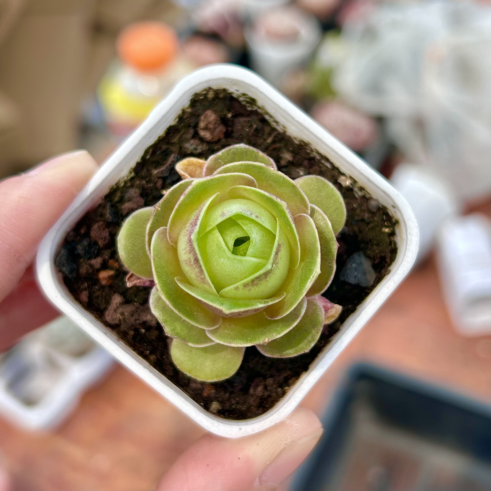 凑满18元包邮-红丝绒玫瑰多肉3-4公分左右