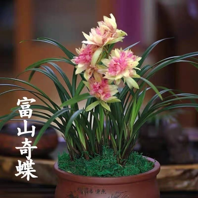 浓香型兰花苗建兰四季兰富山奇蝶花卉绿植盆栽兰花超香奇蝶兰花