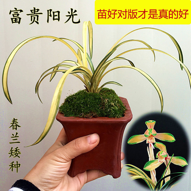 春兰矮种黄金中透金边线艺兰花苗富贵阳光室内绿植物花卉盆栽盆景